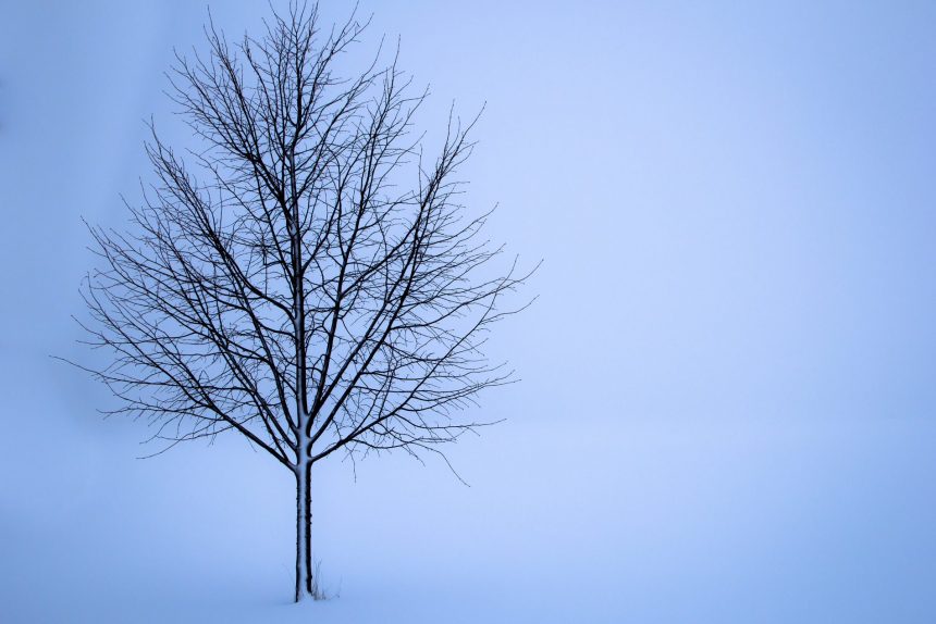 дерево депрессия тлен одиночество