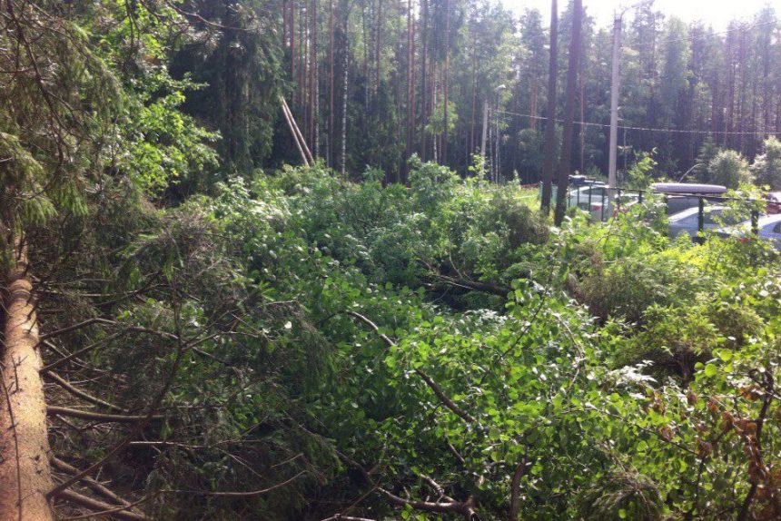 сертолово вырубка деревьев деревья