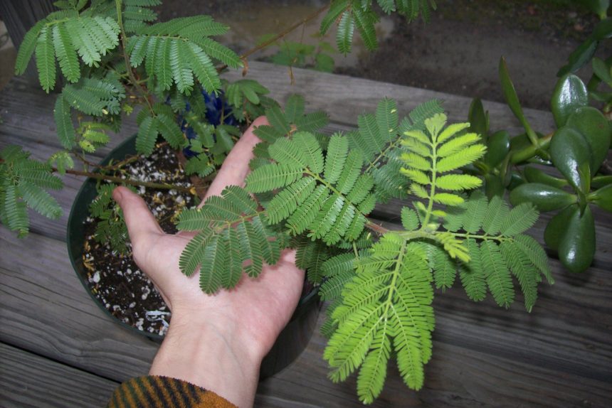 мимоза mimosa hostilis tenuiflora