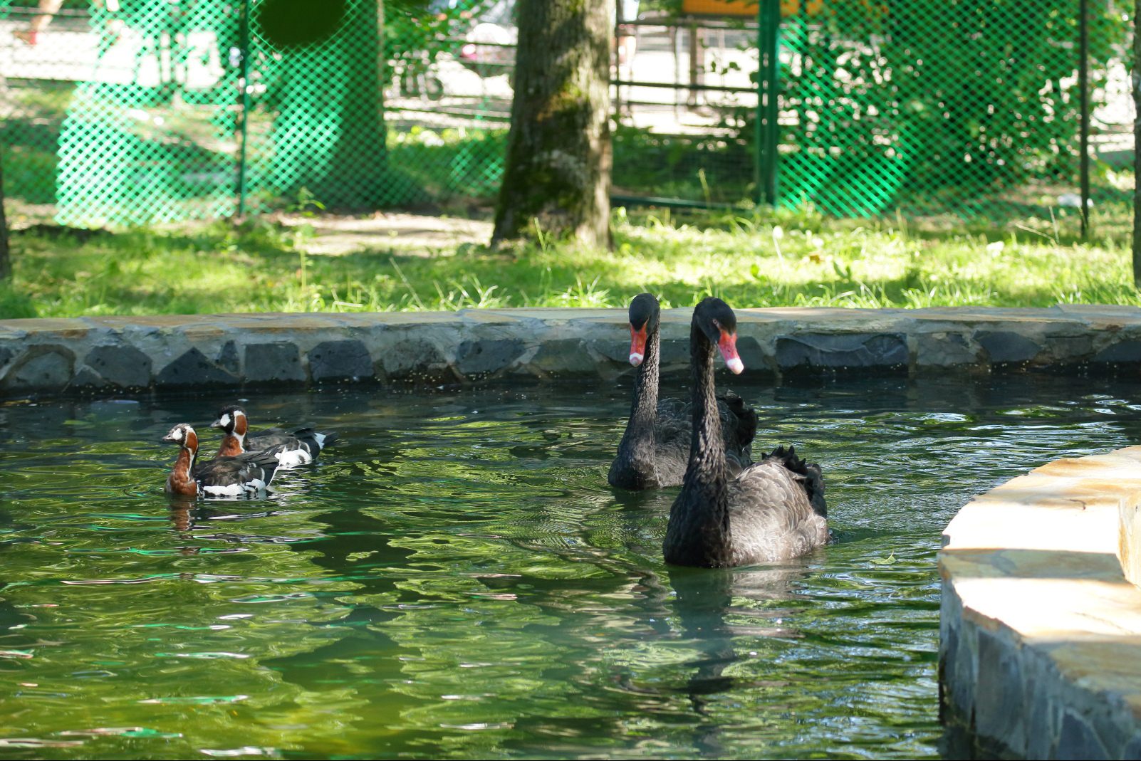 новый летний вольер ленинградского зоопарка краснозобые казарки черные лебеди