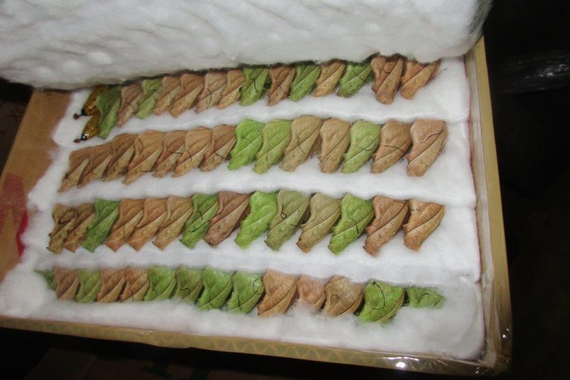 куколки бабочек