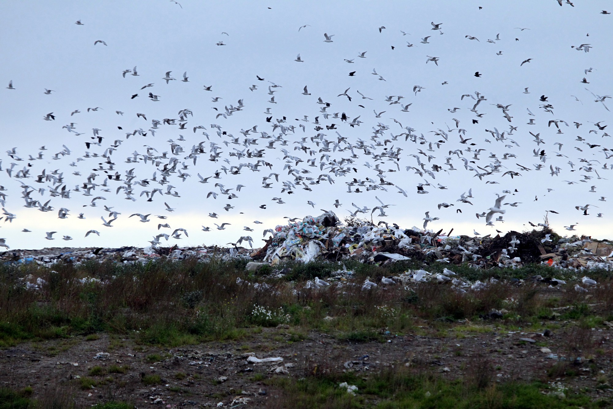 полигон ТКО Новоселки мусор отходы экология птицы