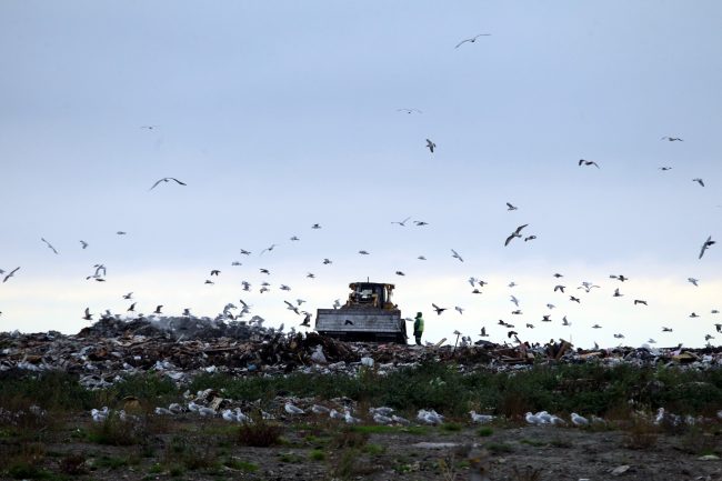 полигон ТКО Новоселки мусор отходы экология бульдозер птицы