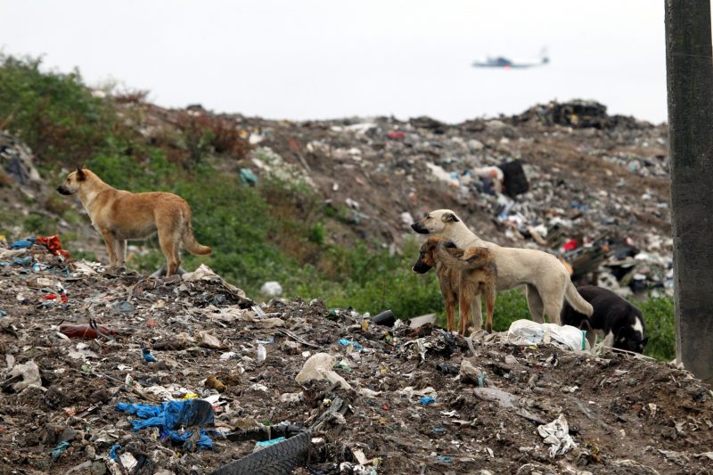 полигон ТКО Новоселки мусор отходы экология бродячие собаки