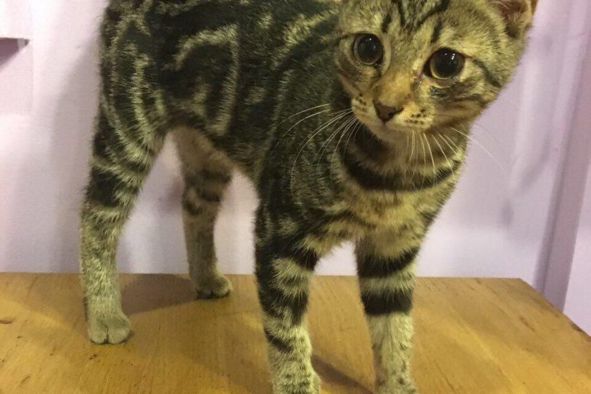 котёнок, спасённый в метрополитене