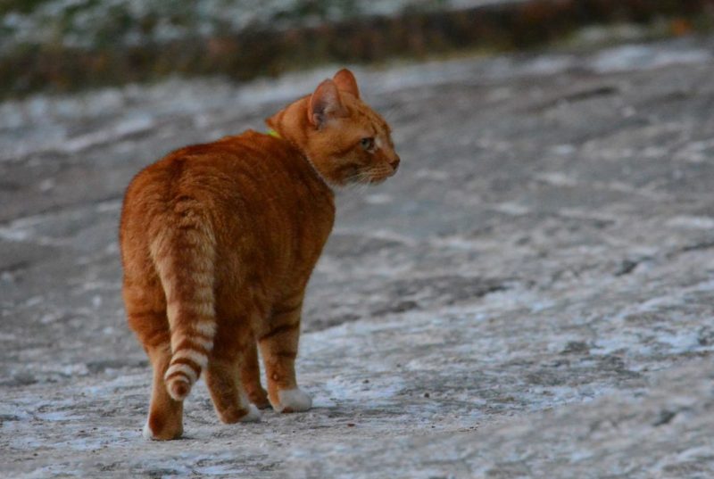 кот, филимон, выборгский замок