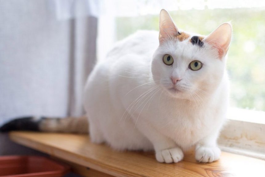 кот, коты, кошки