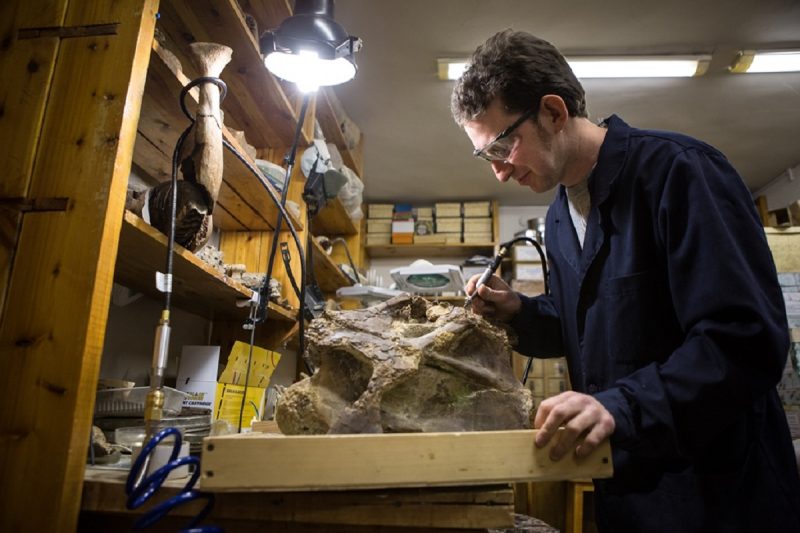 кость динозавра сибиротитан ископаемое палеонтология окаменелость учёный