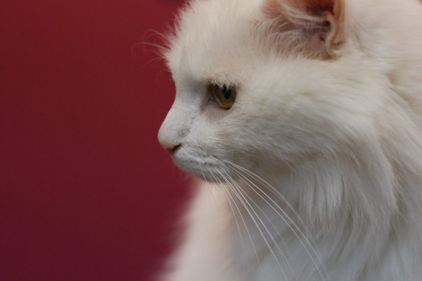 кошка кото президент Валлен Деламот