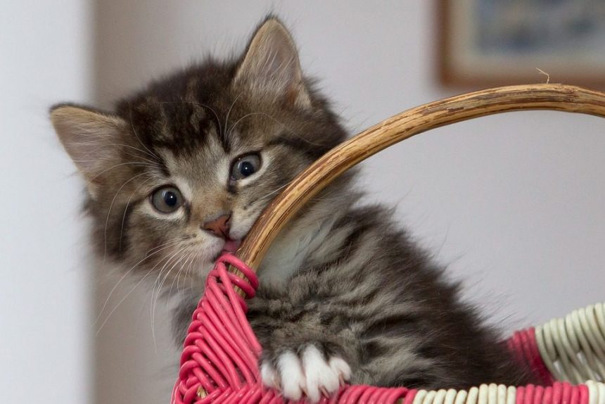 котенок котята кошка кошки коты kitten-2973032_960_720
