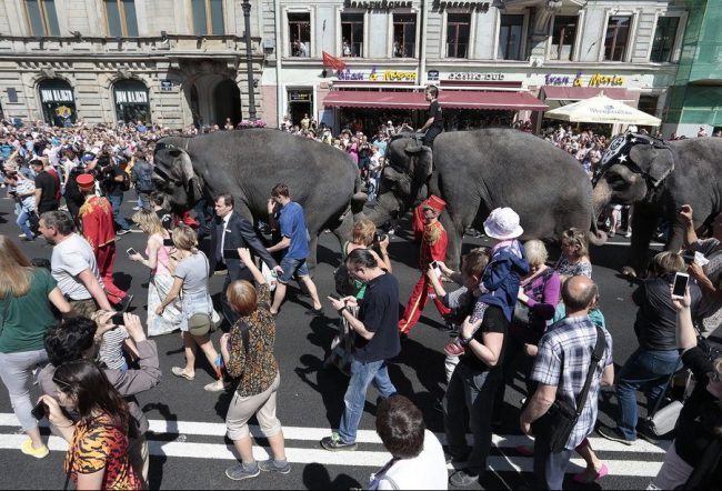 слоны парад слонов невский проспект день города