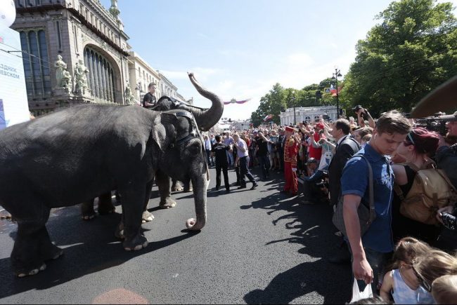 слоны парад слонов трюки цирк невский проспект день города