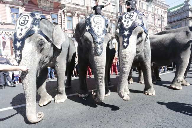слоны парад слонов цирк день города