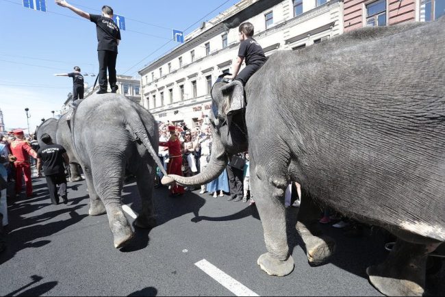 слоны парад слонов цирк день города