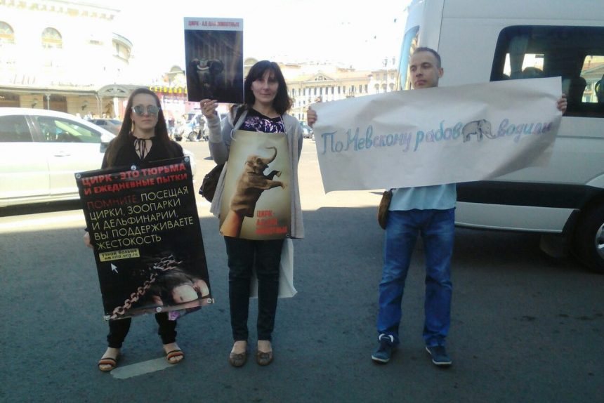 зоозащитники пикет одиночный день города невский проспект слоны