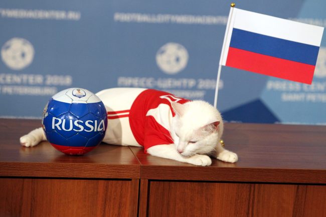 кот Ахилл Российский флаг предсказание результата ЧМ-2018