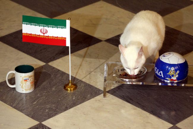Эрмитажный кот Ахилл предсказание результатов матча Марокко - Иран