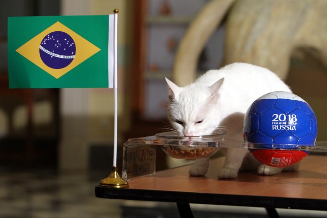 Эрмитажный кот Ахилл предсказание ЧМ-2018 матч Бразилия Коста-Рика
