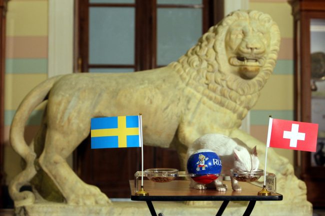 Эрмитажный кот Ахилл предсказание матча ЧМ-2018 Швейцария Швеция