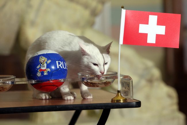Эрмитажный кот Ахилл предсказание матча ЧМ-2018 Швейцария Швеция