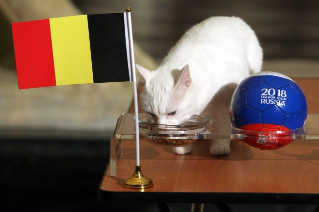 ЧМ-2018 футбол эрмитажный кот Ахилл предсказание результатов матча Франция - Бельгия