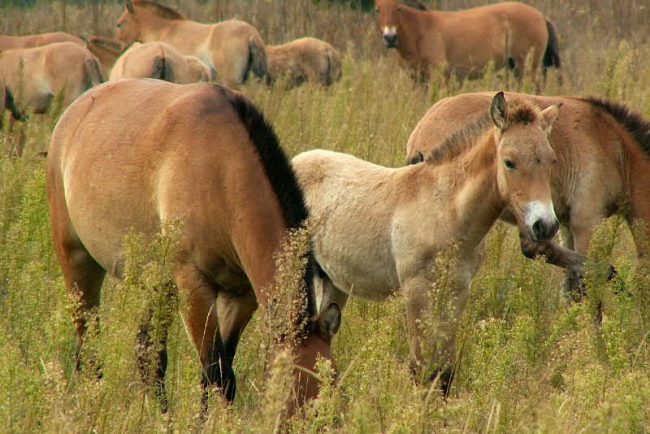 Лошади Пржевальского, Чернобыль