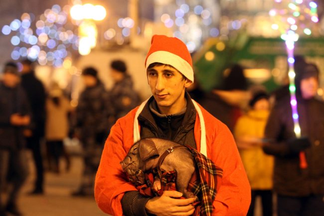 новый год 2019 новогодние праздники год свиньи поросёнок