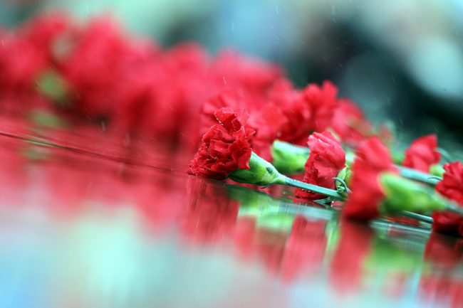гвоздики цветы память  День Победы