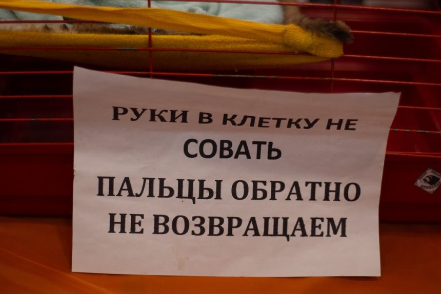 зоошоу мимифест