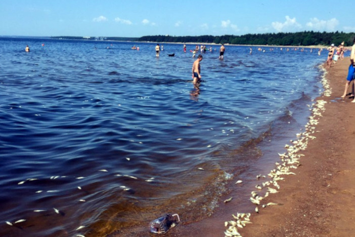 Финский залив пляж санкт петербург