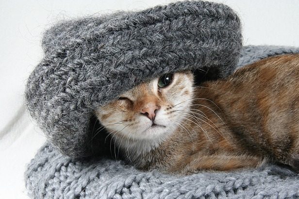 свитер кошка кот шарф
