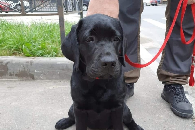 ютта собака