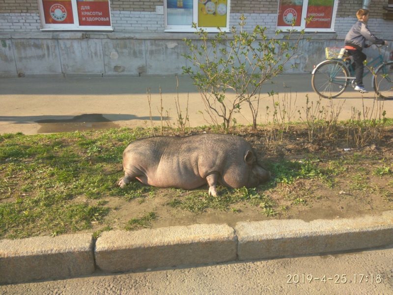 свинка