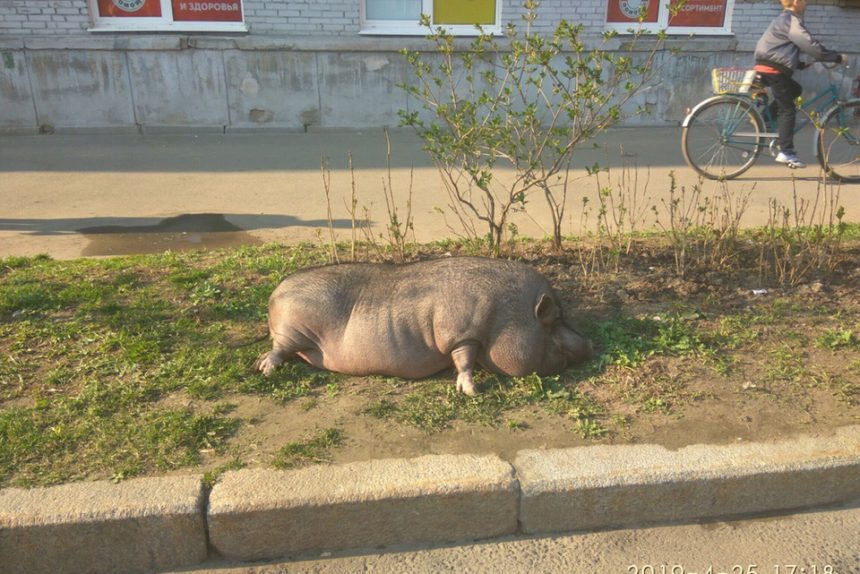 свинка