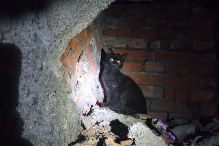 кошка спасатели