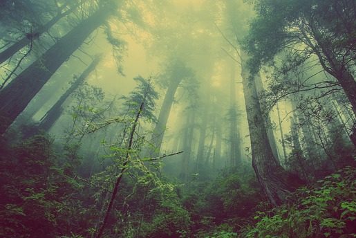 туман лес