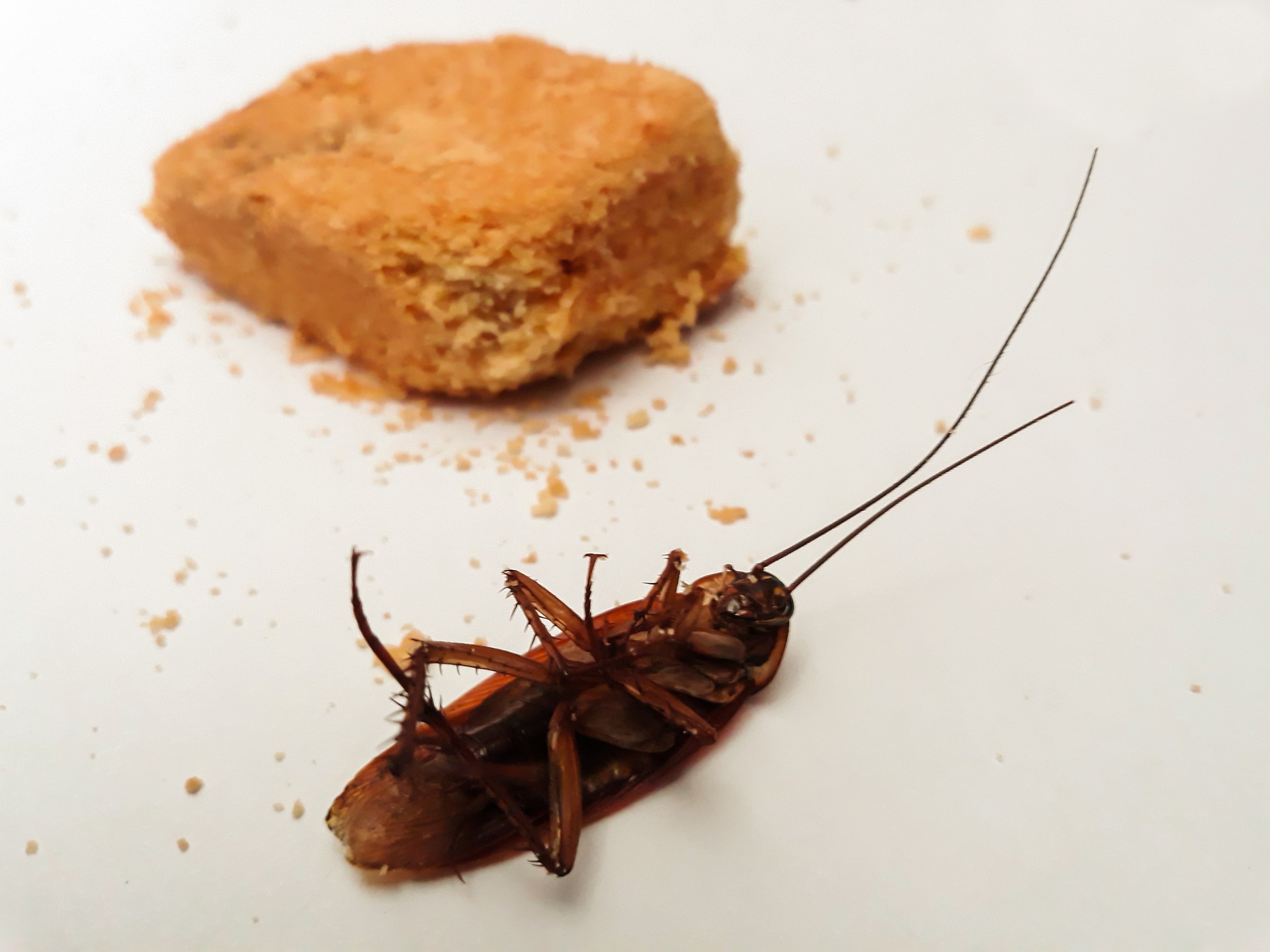 таракан насекомое вредитель отрава борьба с вредителями