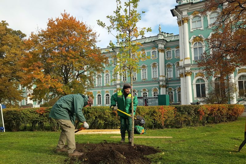 посадки деревьев зелёные насаждения