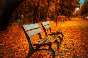 осень парк скамейка скамейки листья