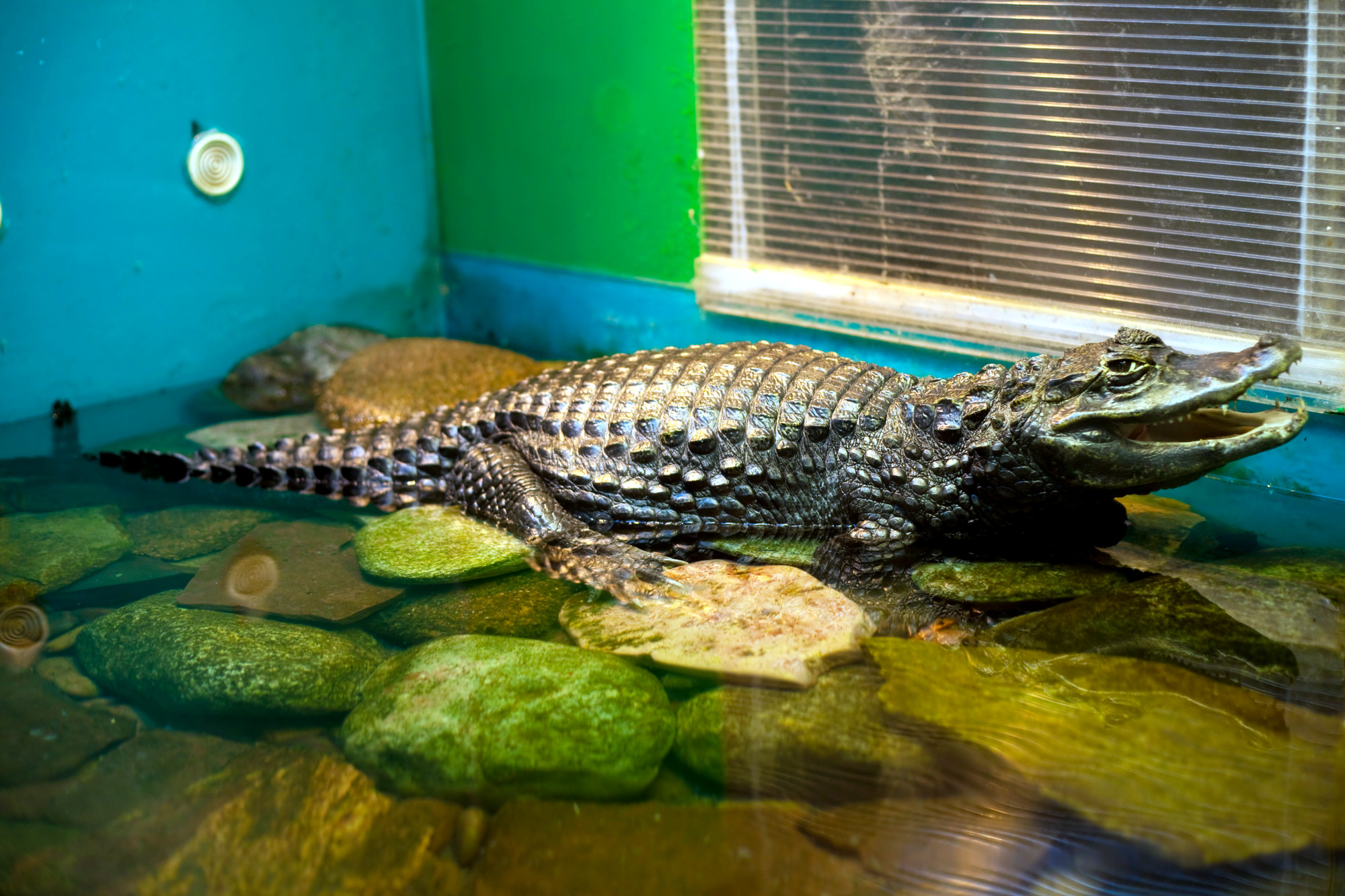 Почему крокодил гена аллигатор