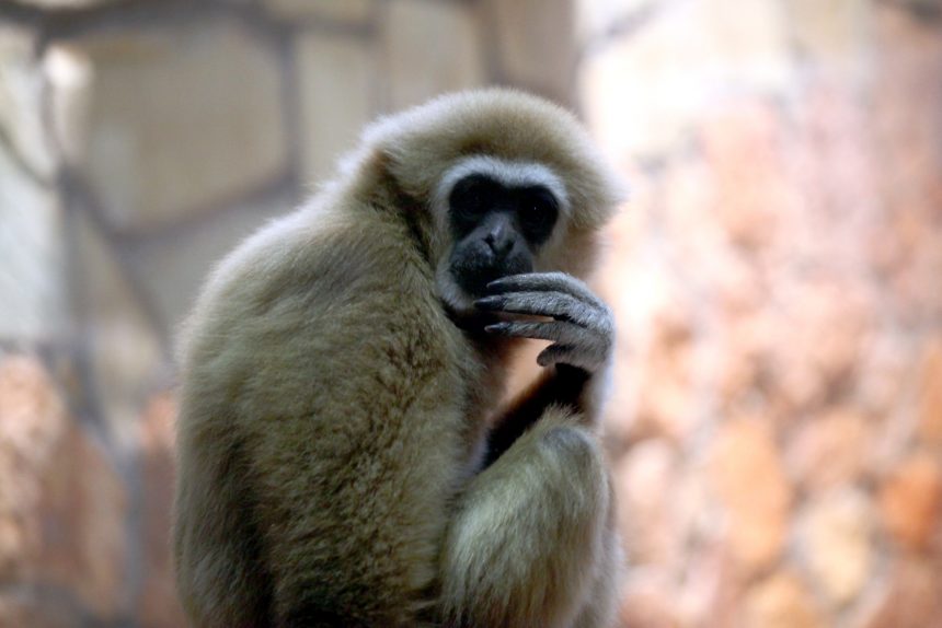 зоопарк дикие животные примат обезьяна гиббон