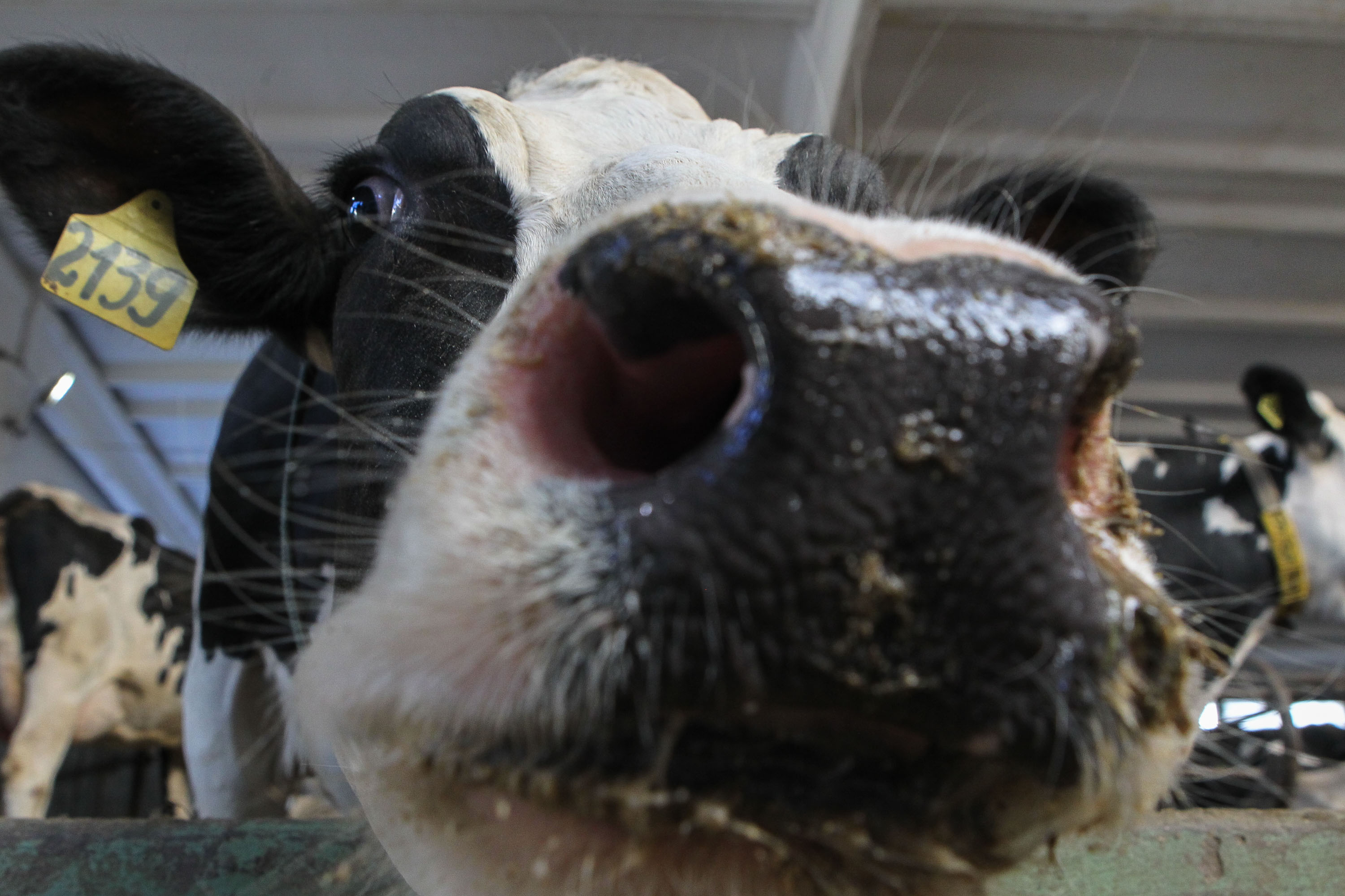 Особенности выращивания коров для получения мраморной говядины