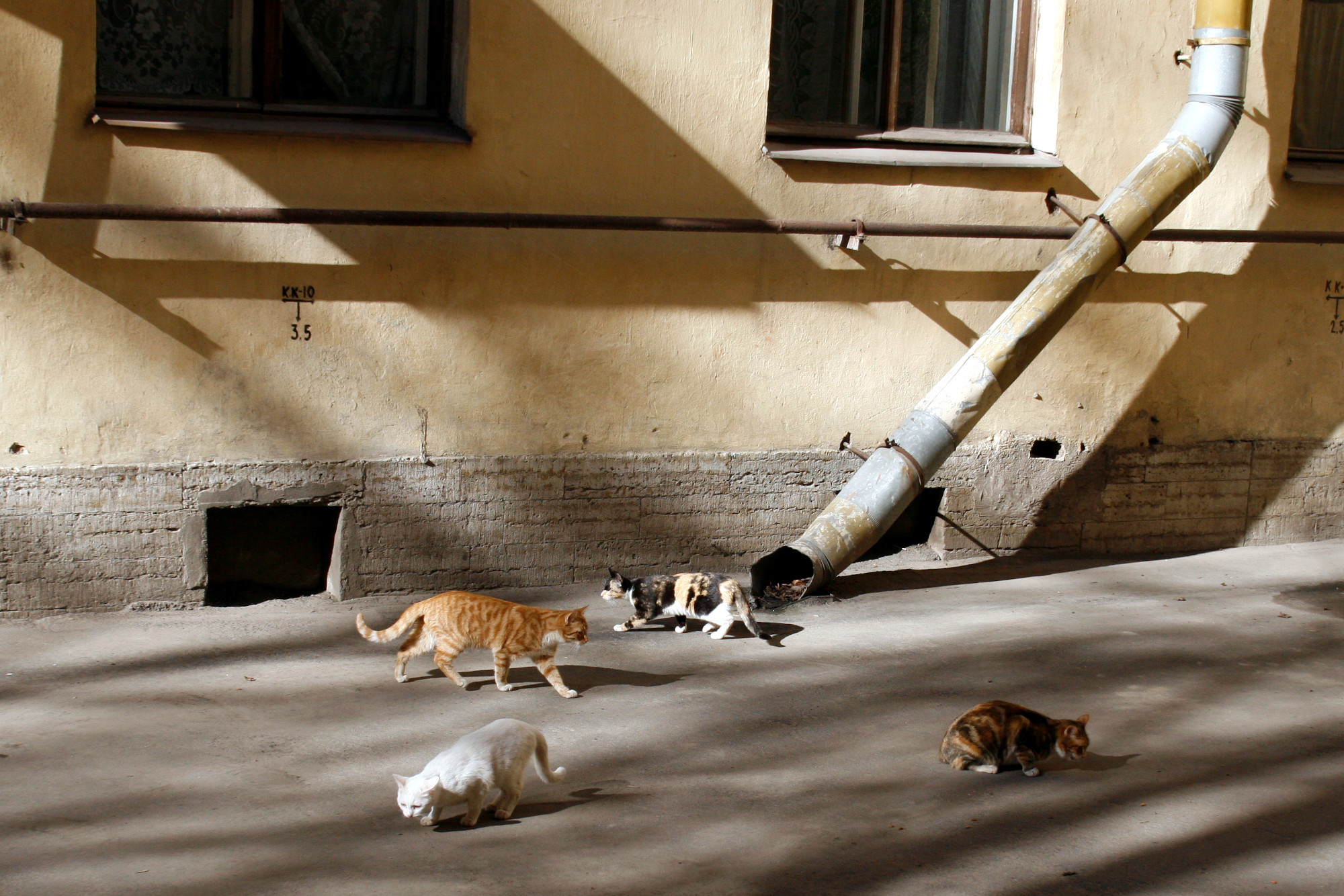 дворовые кошки бездомные животные коты