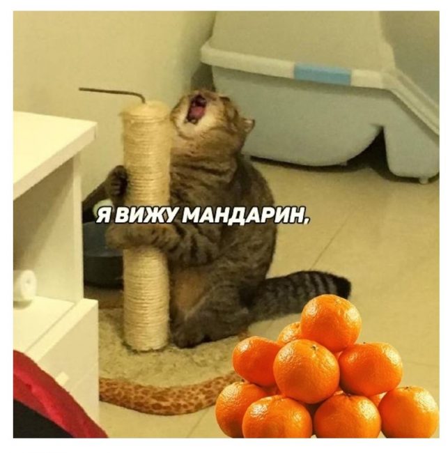 мандарин, кот, мем