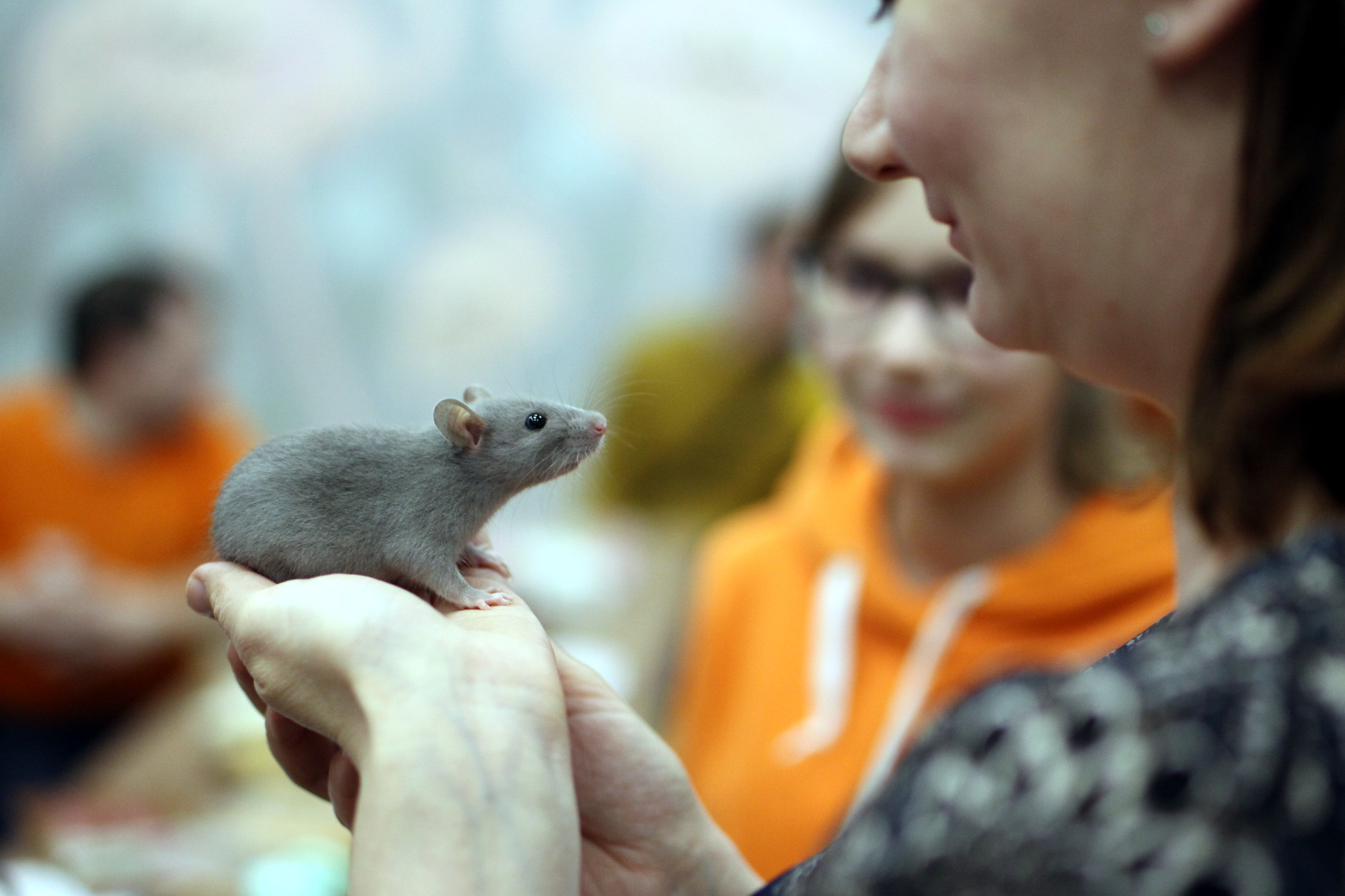 Крысье место - там, где уютно. Украинский форум для всех, кто любит декоративных крыс.