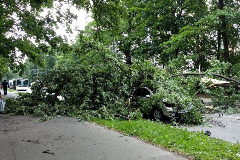 поваленное дерево, упавшее дерево, шторм