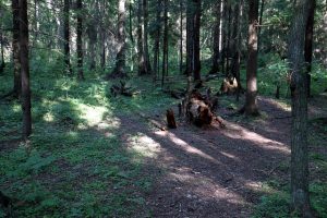 лес, ООПТ, заказник Северное побережье Невской губы