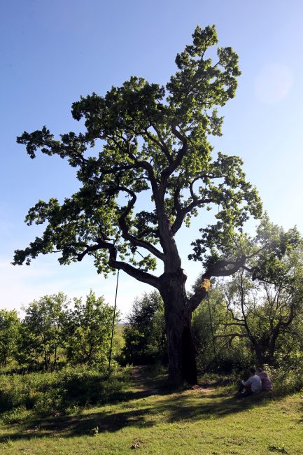 дерево, дуб, природа, ООПТ, заказник Северное побережье Невской губы