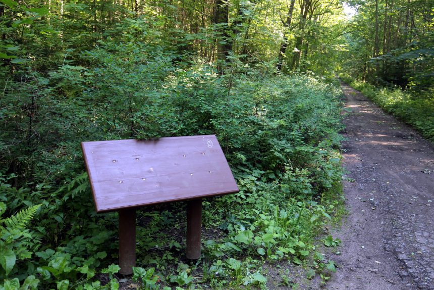 лес, ООПТ, заказник Северное побережье Невской губы