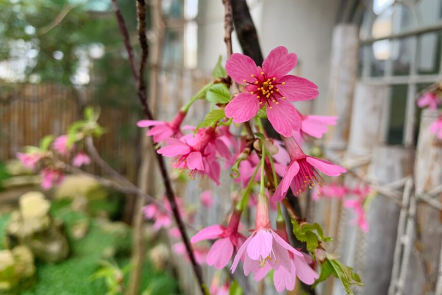 сакура Ботанический сад Петра Великого